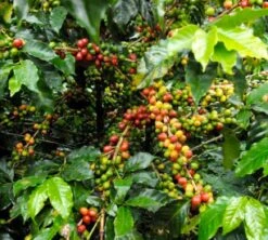 4x250g Café En Grain Bio La Esperanza - Cafés Lugat -Maxicoffee cafe grains esperanza colombie 2 1