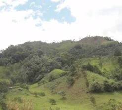 4x250g Café En Grain Bio La Esperanza - Cafés Lugat -Maxicoffee cafe grains esperanza colombie 5 1