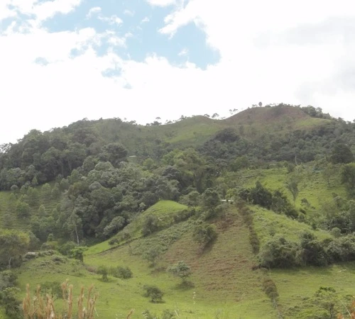 250g Café En Grain Bio La Esperanza - Cafés Lugat 7 250g Café En Grain Bio La Esperanza - Cafés Lugat – Image 5