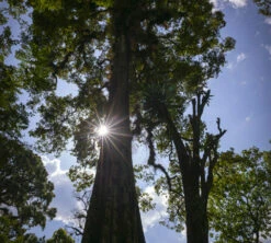 250g Café En Grain Bio The Forest - Terres De Café -Maxicoffee cafedeforetterresdecafetheforest200g