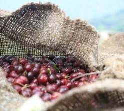 4x250g Café En Grain Bio Finca Oasis - Cafés Lugat -Maxicoffee cafeengraincafeslugatpaysproducteurcafe 2