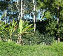 250 G- Café En Grain Coopchebi - LE PIANTAGIONI DEL CAFFE -Maxicoffee cafeengrainlpdcaltopalomar2