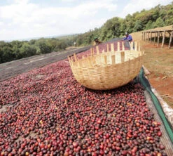 250 G- Café En Grain Dambi Uddo - LE PIANTAGIONI DEL CAFFE -Maxicoffee cafeengrainlpdcdambiuddo2