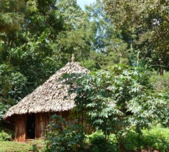 250 G- Café En Grain Dambi Uddo - LE PIANTAGIONI DEL CAFFE -Maxicoffee cafeengrainlpdcdambiuddo3