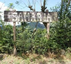 250 G- Café En Grain Samaria - LE PIANTAGIONI DEL CAFFE -Maxicoffee cafeengrainlpdcsamaria1