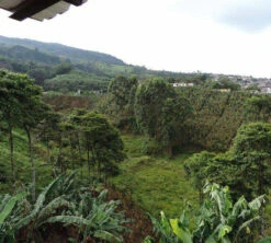 250 G- Café En Grain Samaria - LE PIANTAGIONI DEL CAFFE -Maxicoffee cafeengrainlpdcsamaria2