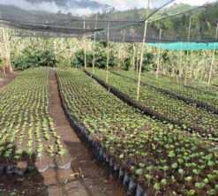 250 G- Café En Grain Samaria - LE PIANTAGIONI DEL CAFFE -Maxicoffee cafeengrainlpdcsamaria3