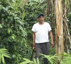 Café En Grains Bio : Mexique - Sueño - Décaféiné à L'eau - 1Kg - Cafés Lugat 7 Café En Grains Bio : Mexique - Sueño - Décaféiné à L'eau - 1Kg - Cafés Lugat -Maxicoffee decafeine altura mexique 4