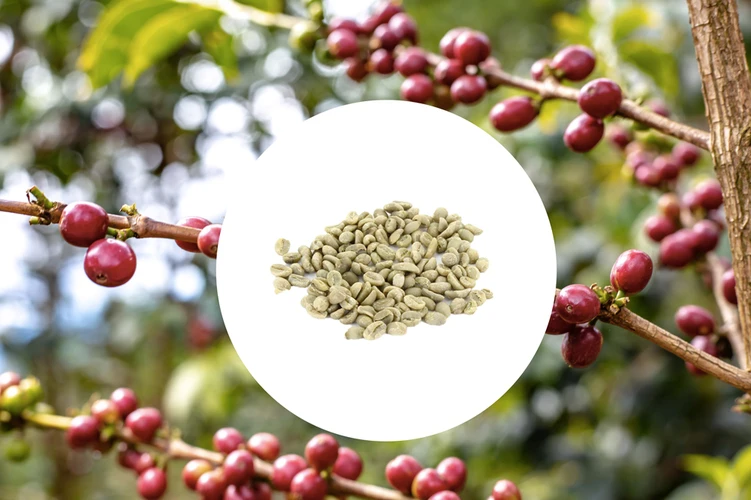 1 Kg - Café Vert - Région Sidama - Ethiopie - Lavé 2 1 Kg - Café Vert - Région Sidama - Ethiopie - Lavé