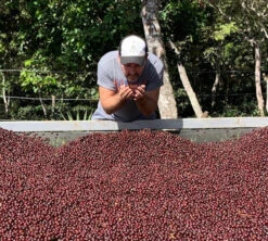 250g Café En Grains - Himalaya Pineapple - THE BARN -Maxicoffee himalaya cerise caf