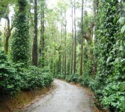 Café En Grains : Inde - Malabar - 1Kg - Cafés Lugat -Maxicoffee inde malabar moussone 1