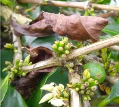 Café En Grains : Inde - Malabar - 1Kg - Cafés Lugat -Maxicoffee inde malabar moussone 2