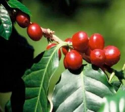 Café En Grains : Inde - Malabar - 1Kg - Cafés Lugat -Maxicoffee inde malabar moussone 3