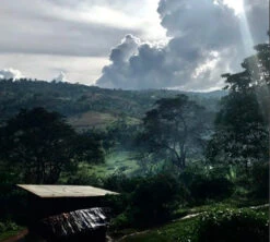 Café En Grains Mahembe - Rwanda Filtre - 250g - The Barn 10 Café En Grains Mahembe - Rwanda Filtre - 250g - The Barn -Maxicoffee mahembe the barn grain 4